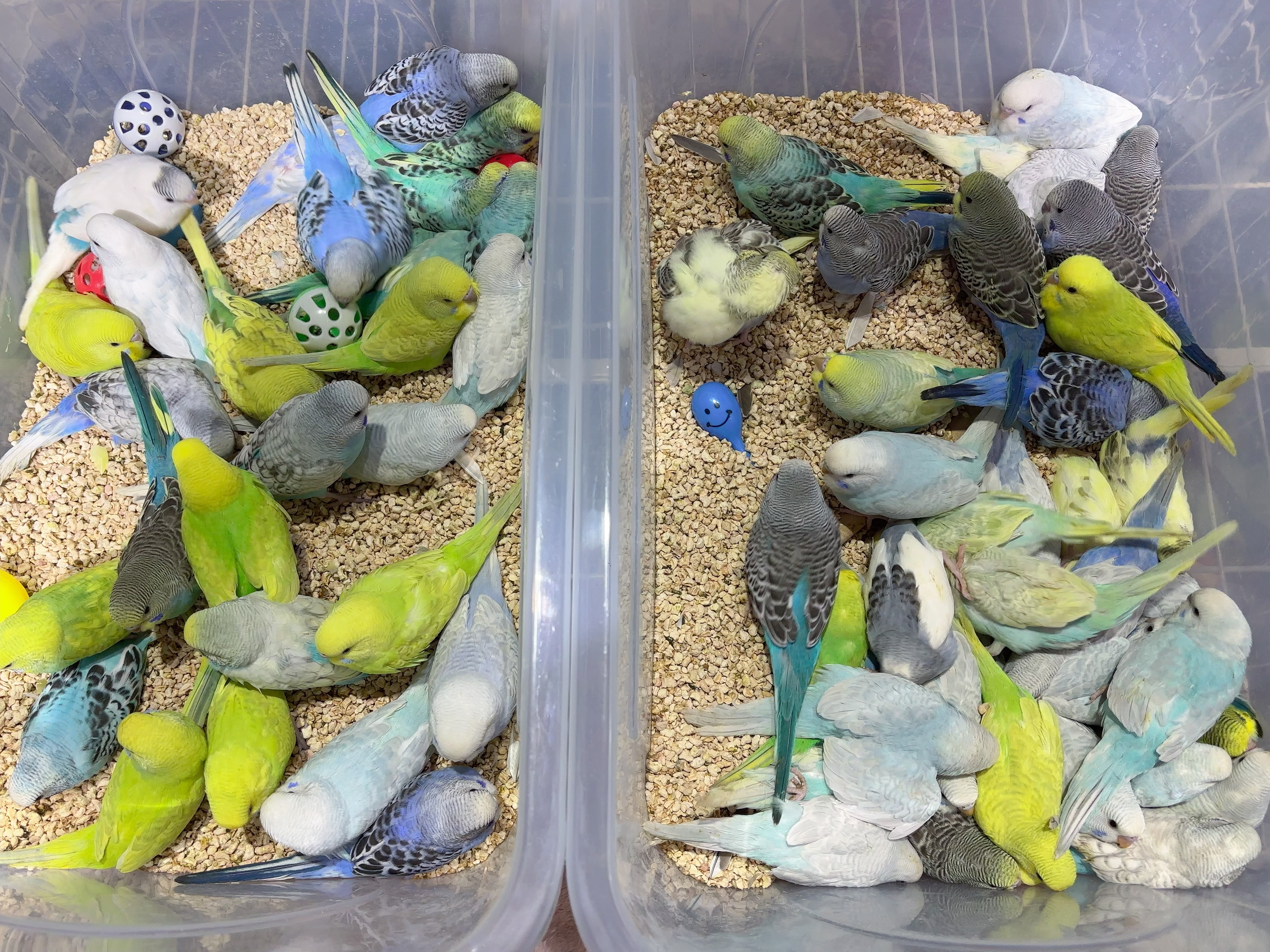 虎皮鹦鹉，大头，金彩，云斑，各种颜色